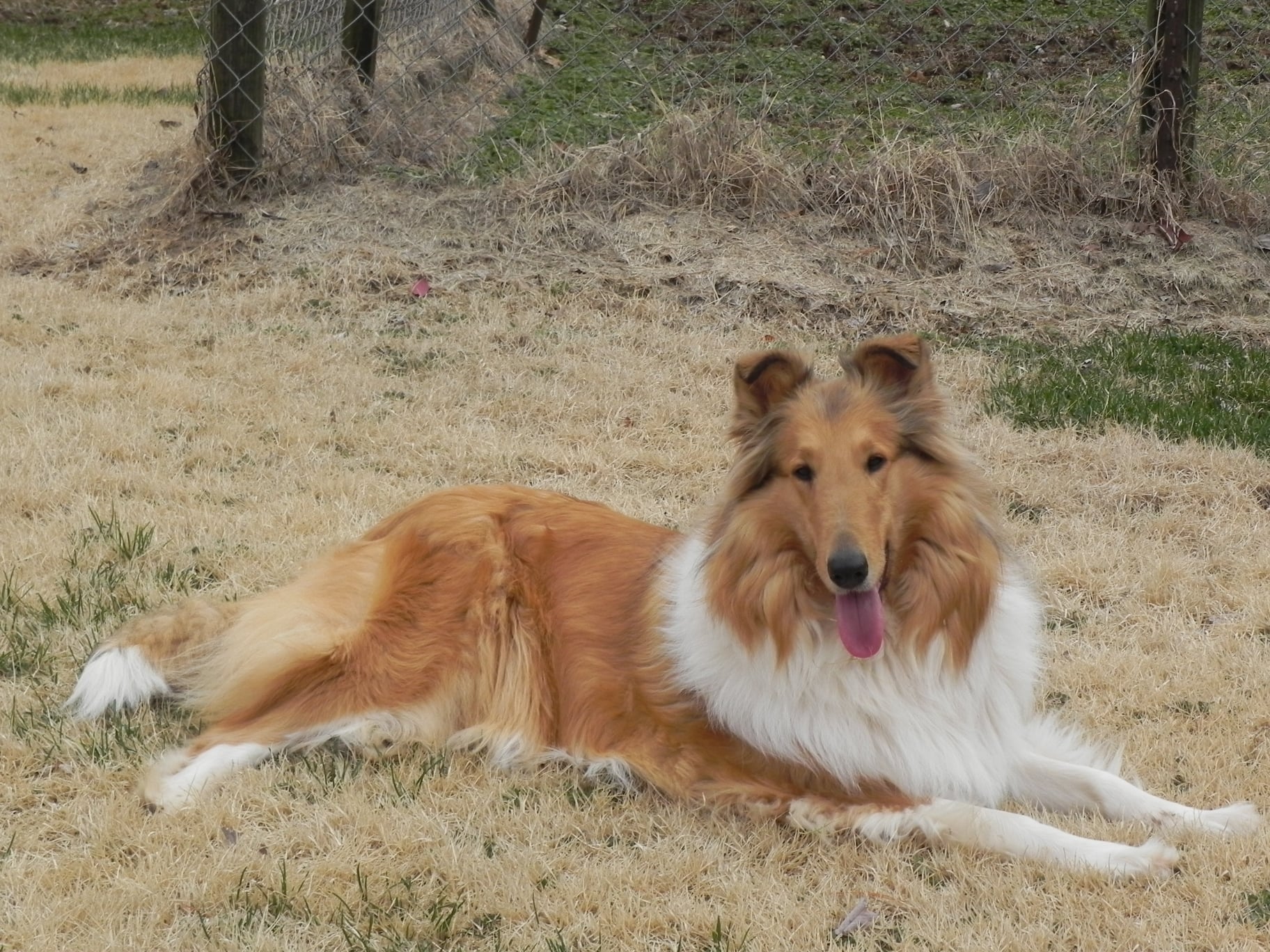 ClassicKennels Collie Girls
